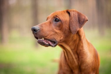 Bir parkta yürüyüş Rodezya ridgeback portresi