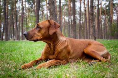 Rodezya ridgeback çim yalan