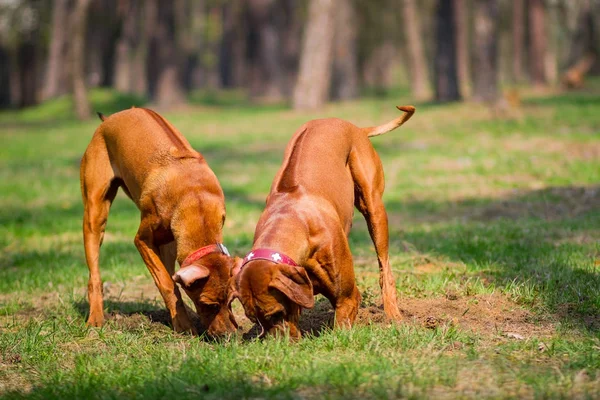 Twee rhodesian ridgebacks wandelen in een park — Stockfoto