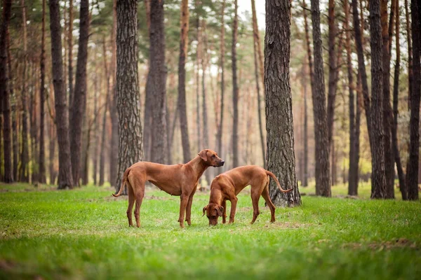 Dos ridgebacks rodesianos caminando al aire libre — Foto de Stock