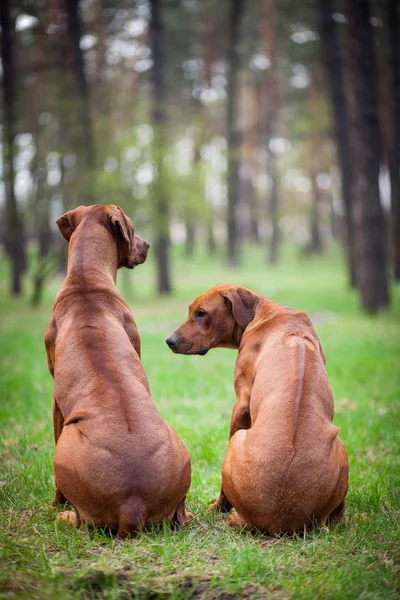 Twee rhodesian ridgebacks zittend op het gras in het park — Stockfoto