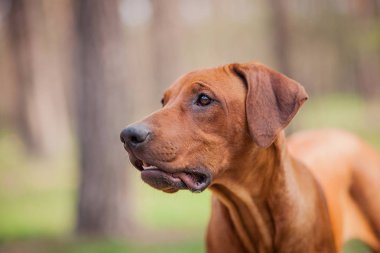 Rodezya ridgeback açık havada yürüyüş