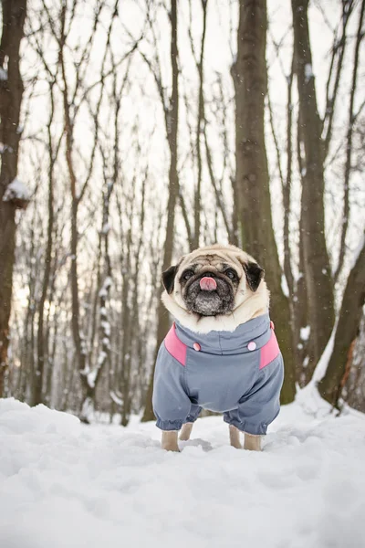 açık havada küçük komik pug