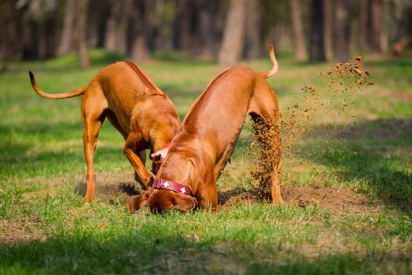 Rodesia ridgebacks caminar al aire libre —  Fotos de Stock