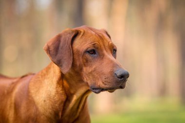 Rodezya ridgeback