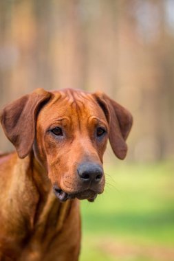 Rodezya ridgeback