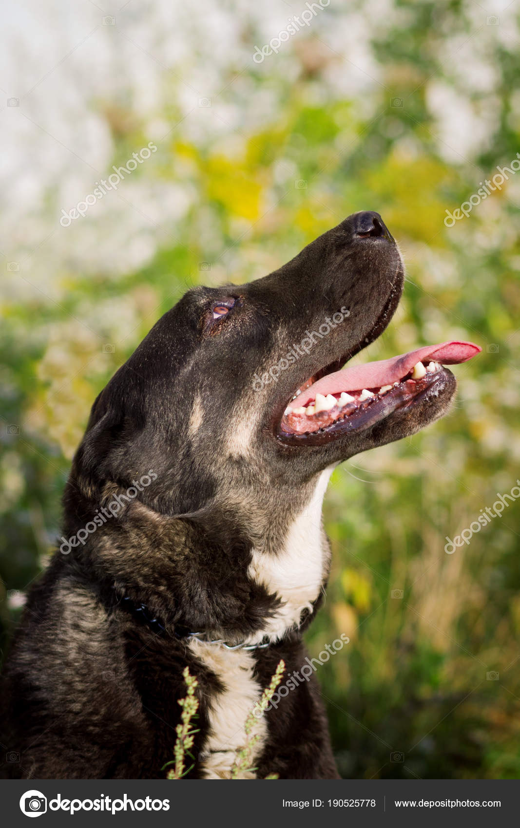Chien De Berger Dasie Centrale Photographie Osa 190525778