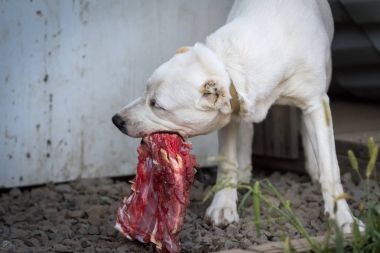 Orta Asya Çoban Köpeği