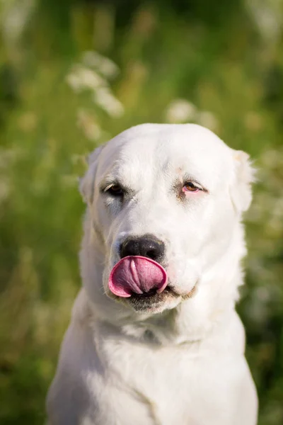 中央アジアの羊飼い犬 — ストック写真