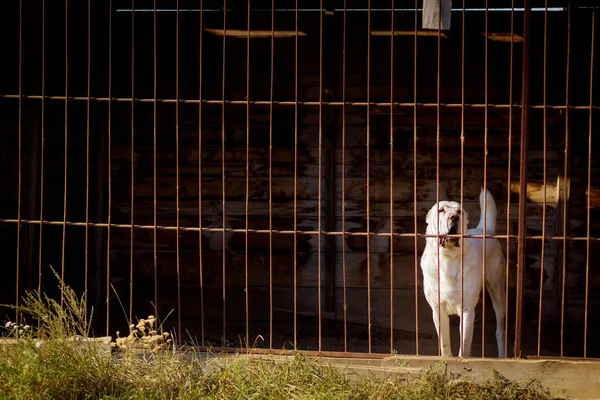 Central asiático pastor cão — Fotografia de Stock