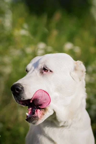 Central Asian Shepherd Dog — Stock Photo, Image