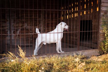 Orta Asya Çoban Köpeği