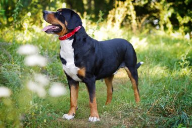 Büyük İsviçre dağ köpek ayakta açık havada çim