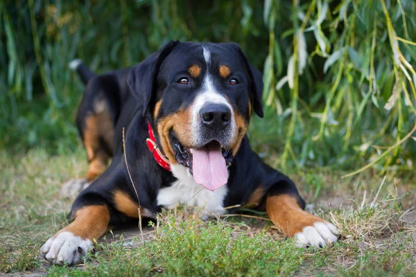 Açık havada yürüyen büyük İsviçre dağ köpek