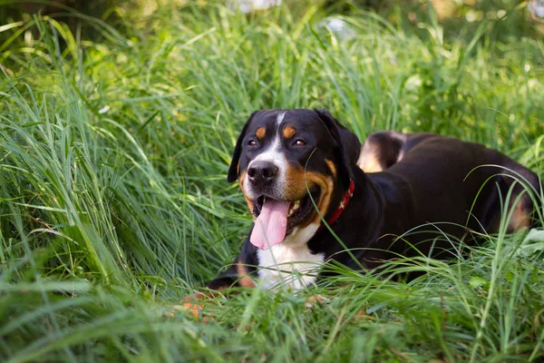 Grand chien de montagne suisse couché dans l'herbe à l'extérieur — Photo