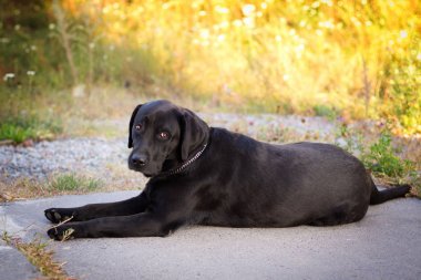 Siyah labrador retriever kaldırımda yorgun 