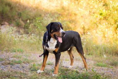 Büyük İsviçre dağ köpek ayakta açık havada çim