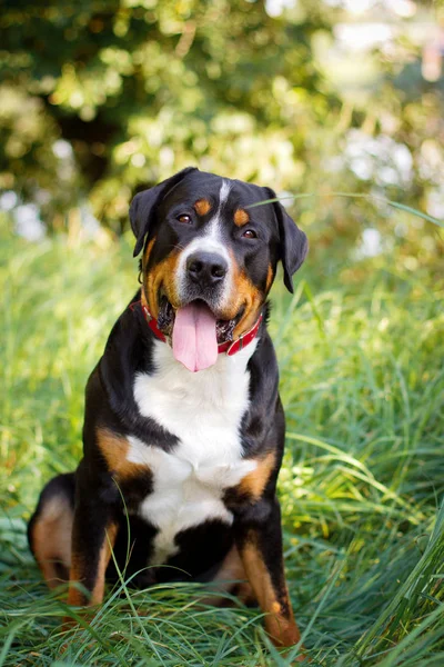 Grand chien de montagne suisse assis dans l'herbe à l'extérieur — Photo