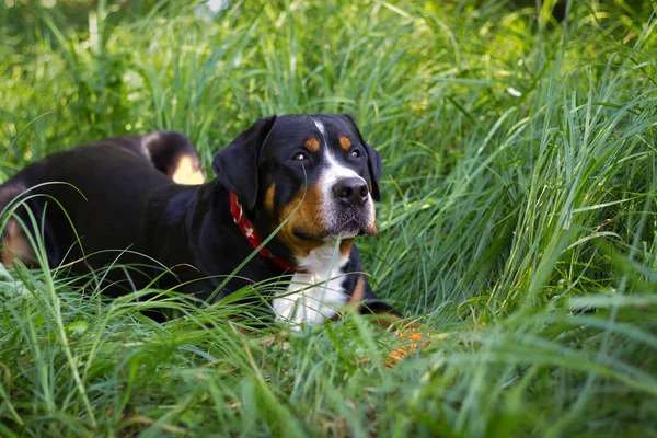 Açık havada yürüyen büyük İsviçre dağ köpek