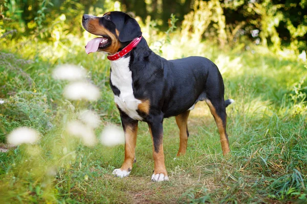 Büyük İsviçre dağ köpek ayakta açık havada çim