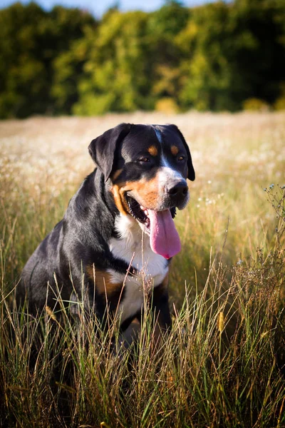 Açık havada yürüyen büyük İsviçre dağ köpek