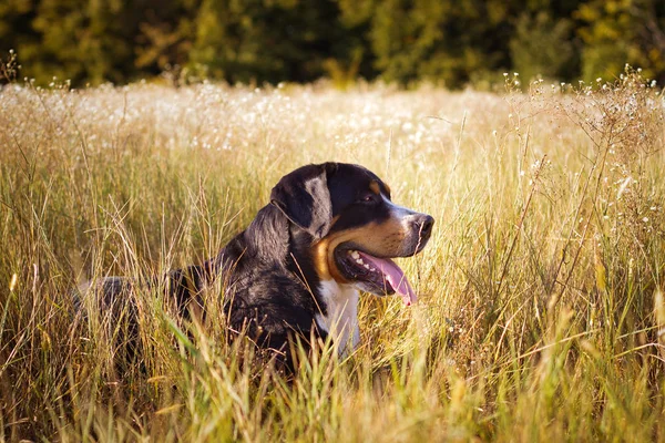 Grote Zwitserse Sennenhond liggen in het gras buitenshuis — Stockfoto