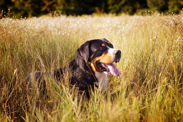 Большая швейцарская горная собака гуляет на природе — стоковое фото