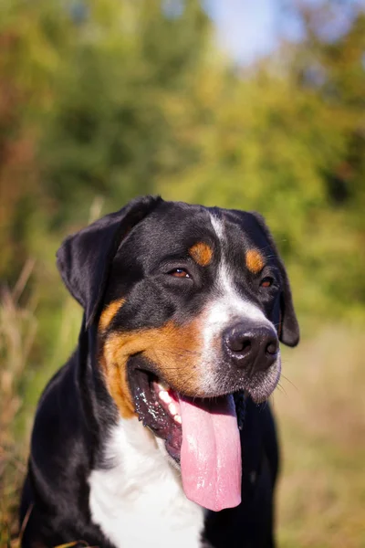 Grand chien de montagne suisse marchant à l'extérieur — Photo