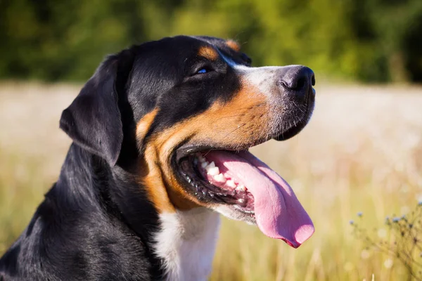 Açık havada yürüyen büyük İsviçre dağ köpek