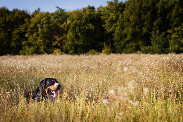 Grote Zwitserse Sennenhond liggen in het gras buitenshuis — Stockfoto
