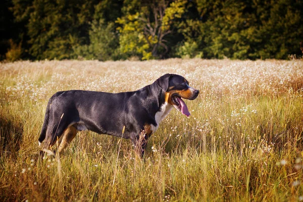 Большая швейцарская горная собака гуляет на природе — стоковое фото