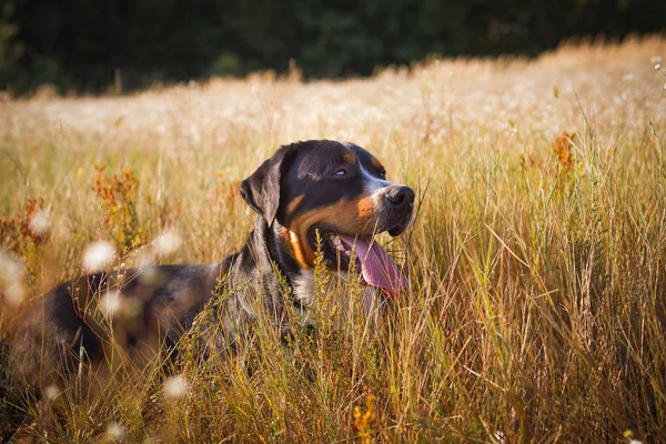 Большая швейцарская горная собака лежит в траве на открытом воздухе — стоковое фото