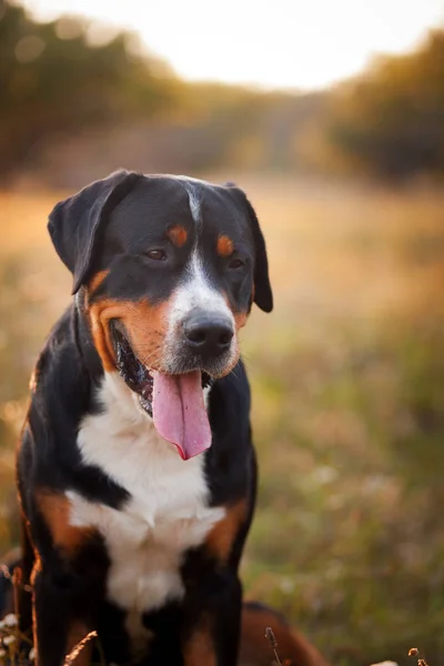 Açık havada yürüyen'nde Günbatımı büyük İsviçre dağ köpek