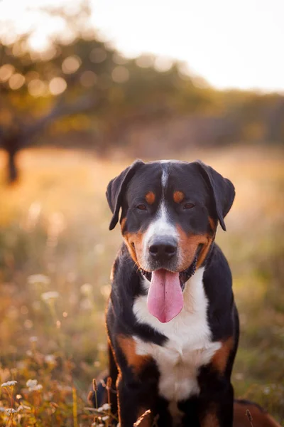 Grand chien de montagne suisse marchant à l'extérieur au coucher du soleil — Photo