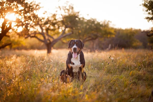 Gran perro de montaña suizo acostado en la hierba al aire libre en la puesta del sol — Foto de Stock