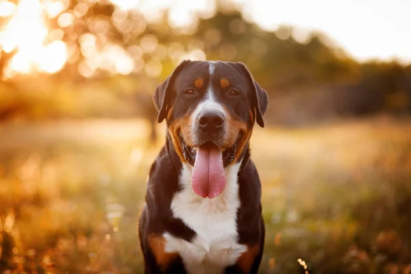 Açık havada yürüyen'nde Günbatımı büyük İsviçre dağ köpek