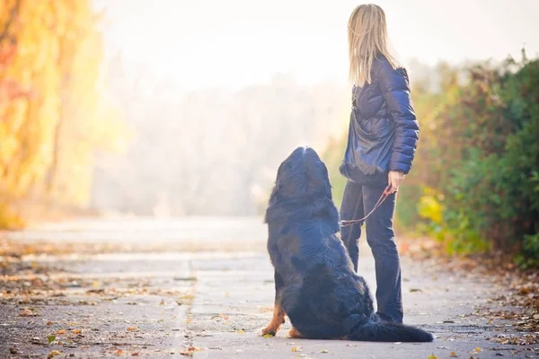 Bernese dağ köpeği ile genç sarışın sonbahar parkta yürüyüş