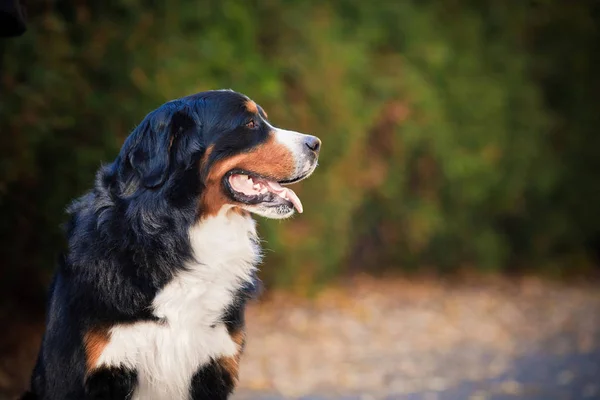 Bernese cão de montanha caminhando no parque de outono — Fotografia de Stock