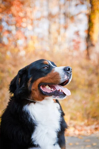 Бернская горная собака гуляет в осеннем парке — стоковое фото