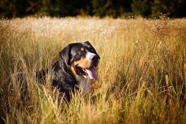 Большая швейцарская горная собака лежит в траве на открытом воздухе — стоковое фото