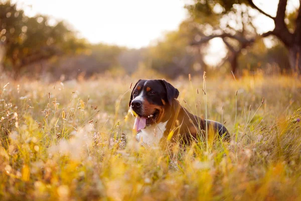 Gran perro de montaña suizo acostado en la hierba al aire libre en la puesta del sol — Foto de Stock