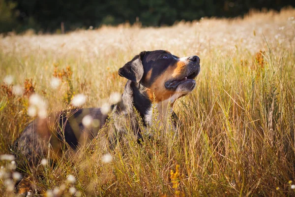 Grande cane svizzero di montagna sdraiato nell'erba all'aperto — Foto Stock