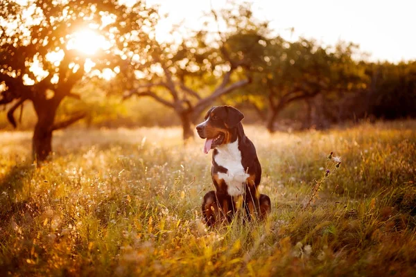 Grand chien de montagne suisse marchant à l'extérieur au coucher du soleil — Photo