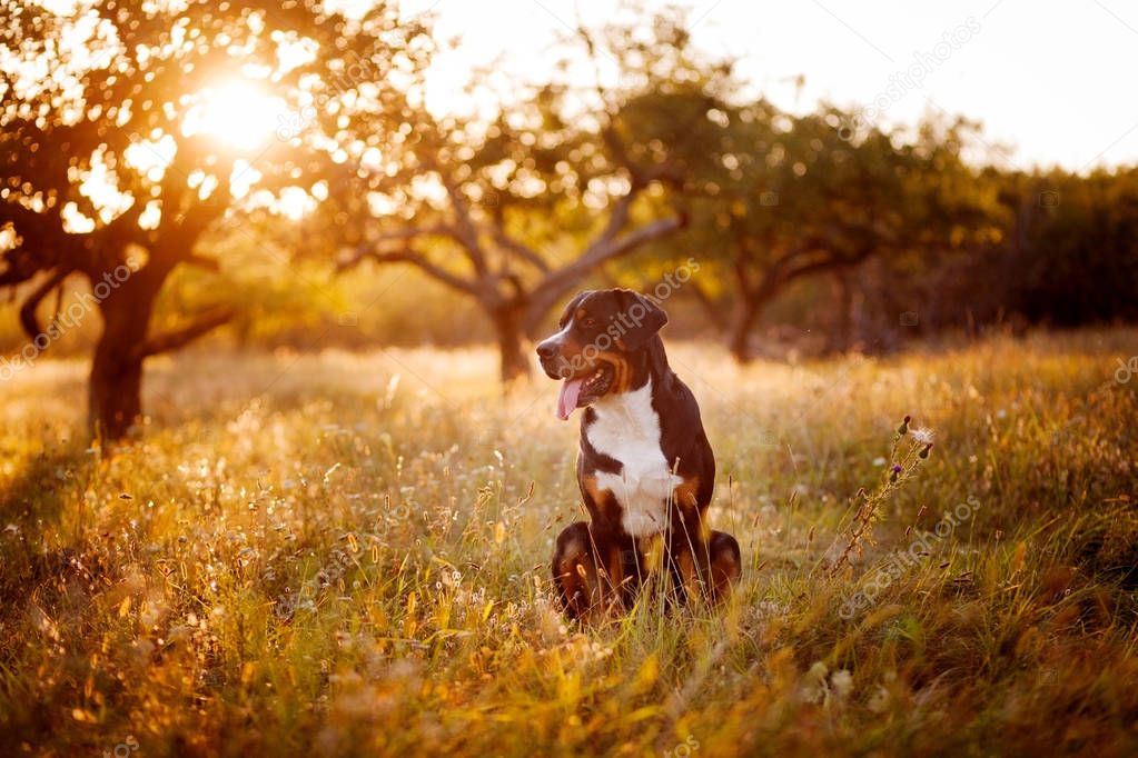 Great swiss mountain dog walking outdoors in sunset