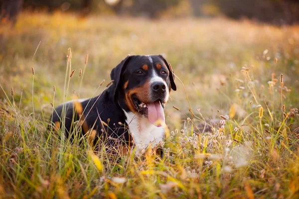 Großer Schweizer Sennenhund liegt bei Sonnenuntergang im Gras — Stockfoto