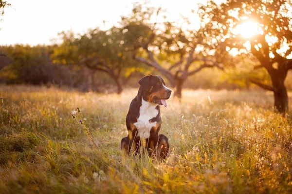 Grand chien de montagne suisse couché dans l'herbe à l'extérieur au coucher du soleil — Photo