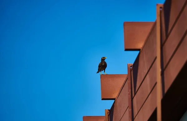 Tepe Myna Sarı Gagalı Siyah Gövdeli Kuş Mavi Gökyüzü Arka — Stok fotoğraf