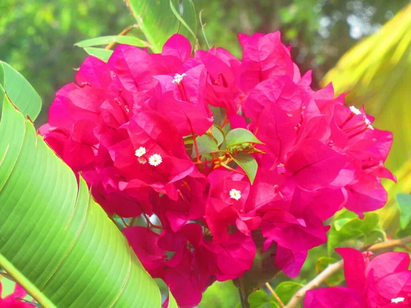 Des Fleurs Bougainvilea Rosse —  Fotos de Stock