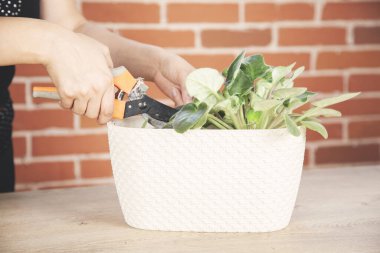 Kadın, tuğla duvar arkasındaki bir kasede bitki yetiştiriyor.