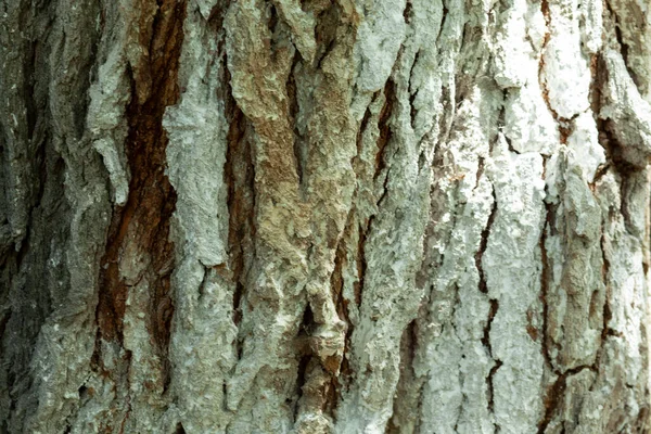 Träd Vitt Trä Trädgården — Stockfoto